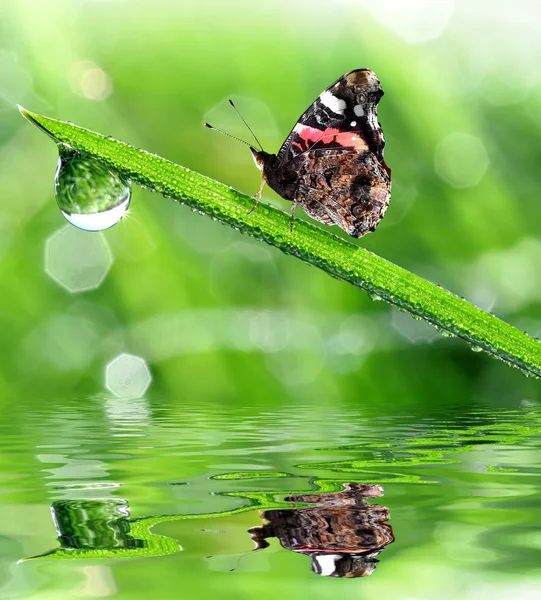 Dauw en vlinder — Stockfoto