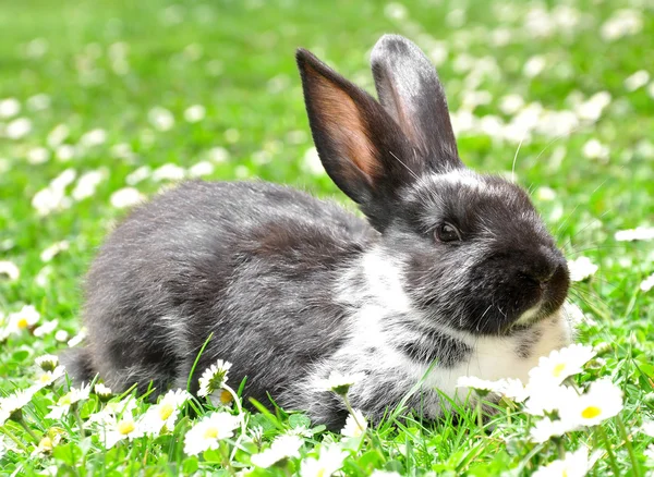 Милий кролик — стокове фото