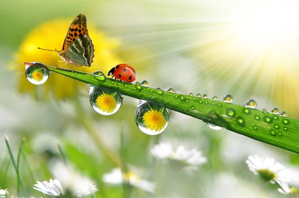 Butterfly and ladybug — Stock Photo, Image