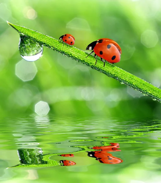 露水和瓢虫 — 图库照片