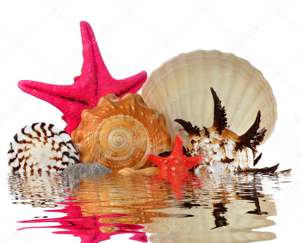 Tropical sea shells