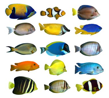 tropik resif balık