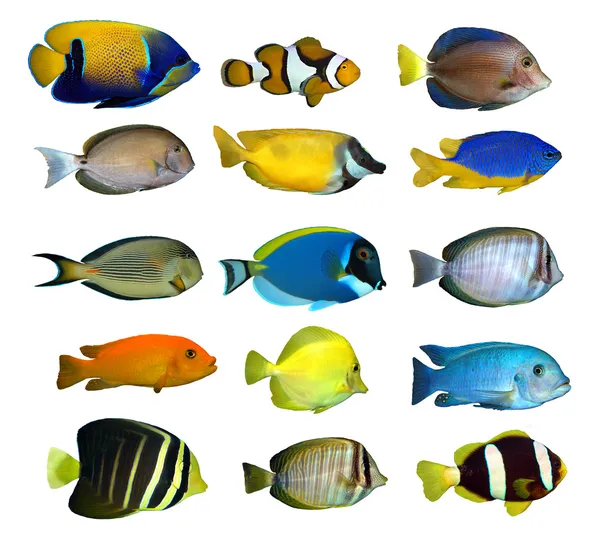 stock image Tropical reef fish