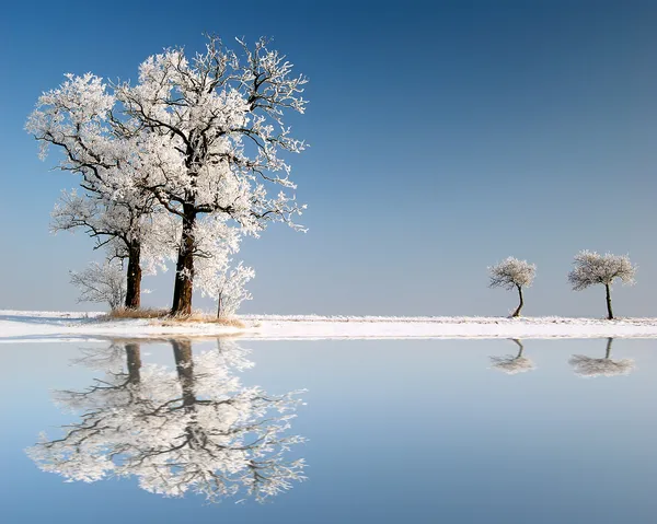 Frozen tree — Stock Photo, Image