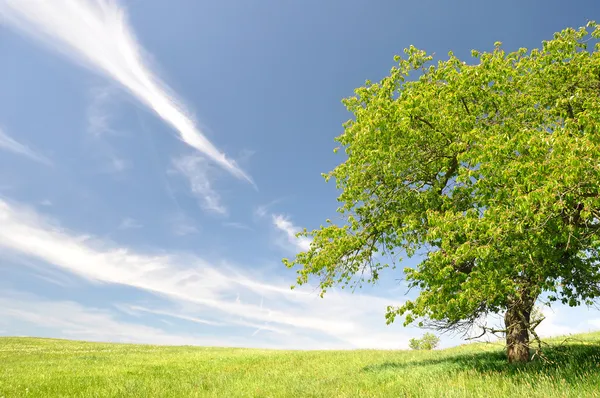 Lente landschap — Stockfoto