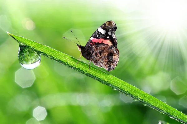 Harmat és a pillangó — Stock Fotó