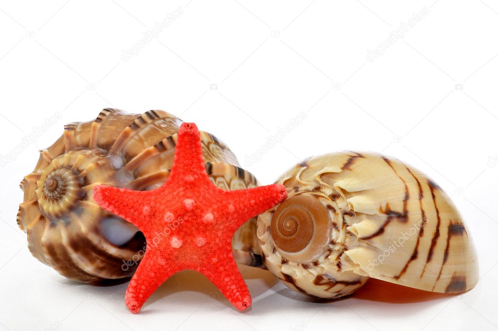 Tropical sea shells