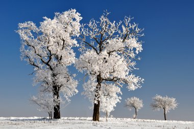 Kış ağacı