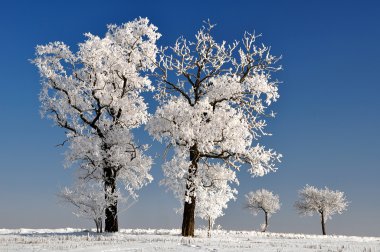 Winter tree clipart