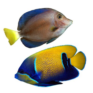 Tropical reef fish clipart