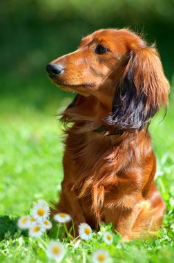 Dachshund