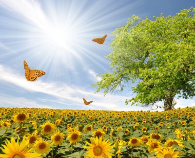 Sunflower field with butterfly clipart