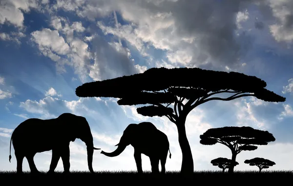 Elefanti silhouette — Foto Stock