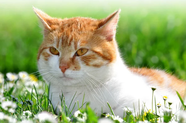 Gato jovem — Fotografia de Stock