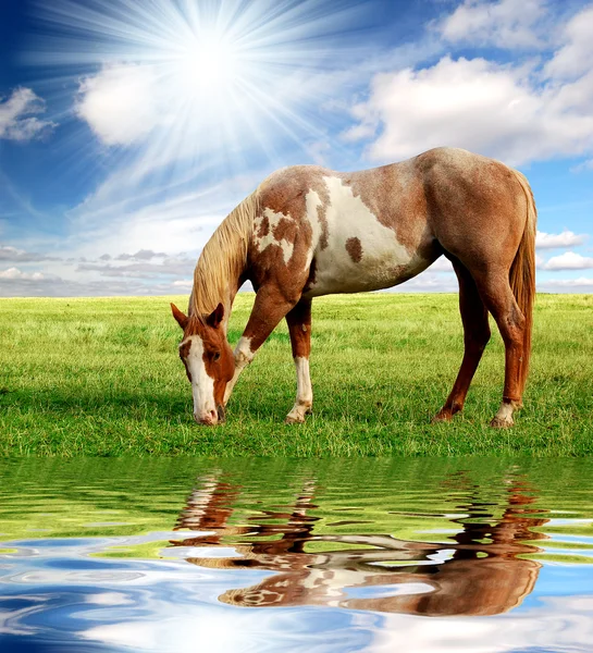 Grazing horse — Stock Photo, Image