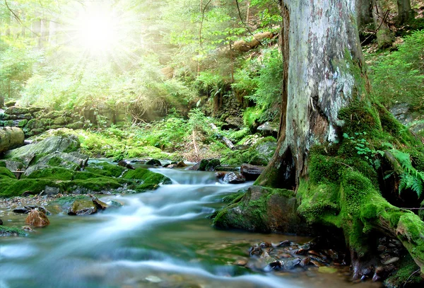 Creek in het nationaal park sumava — Stockfoto