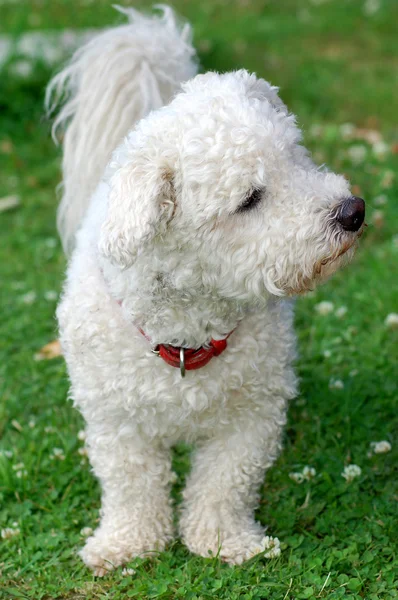 Pies Bolognese — Zdjęcie stockowe
