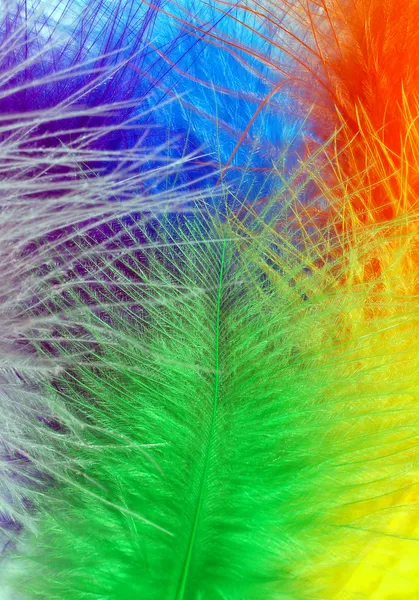 Colored feathers — Stock Photo, Image