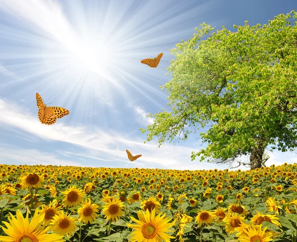 Zonnebloem veld met vlinder — Stockfoto