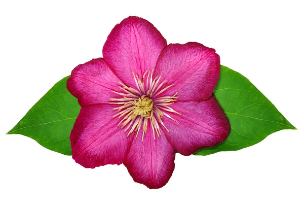 Квіти роду Клематис — стокове фото