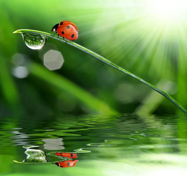 Dagg och ladybird — Stockfoto