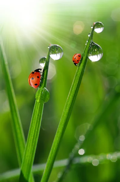 Dauw en lieveheersbeestje — Stockfoto