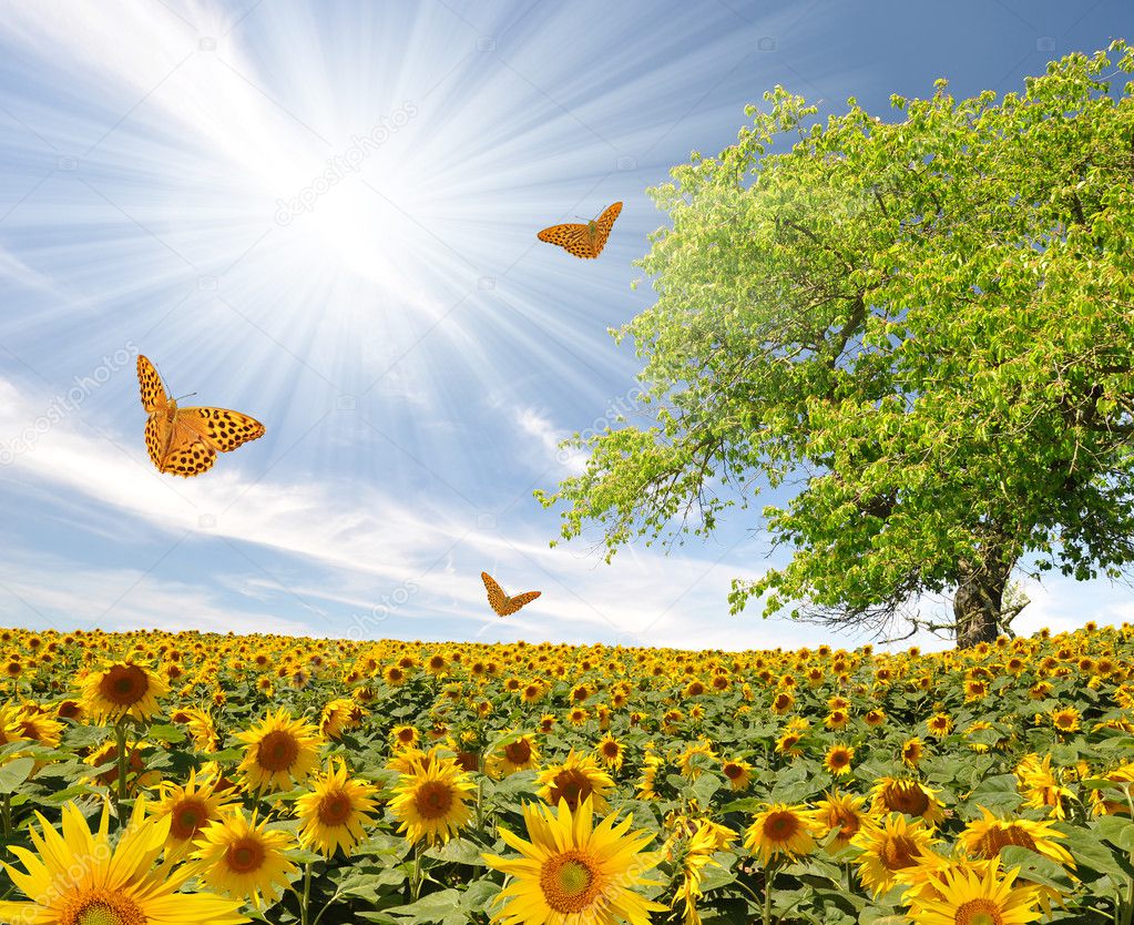 Sunflower field with butterfly
