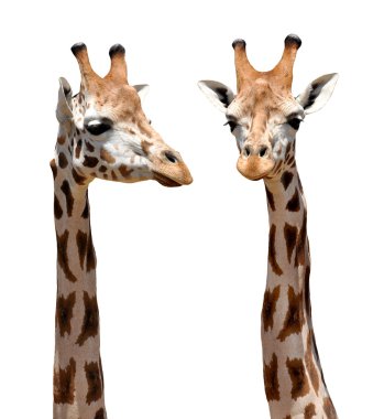 Giraffes clipart