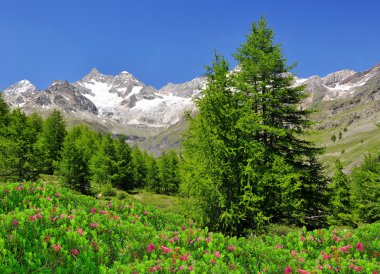 Ober gabelhorn - İsviçre Alpleri