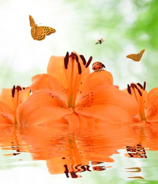 Orange lily with butterflies and ladybugs clipart