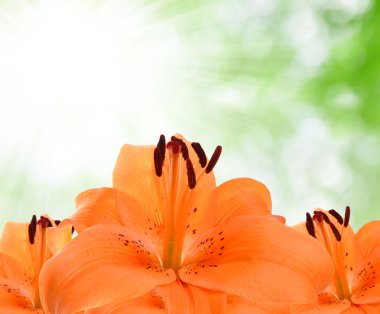 Turuncu lily