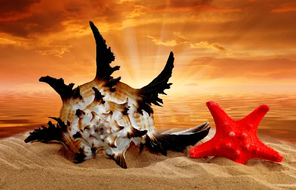 stock image Conch shell with starfish