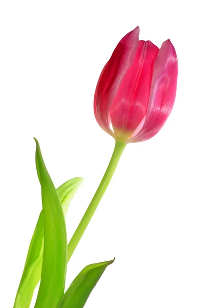 Тюльпан, ізольовані — стокове фото