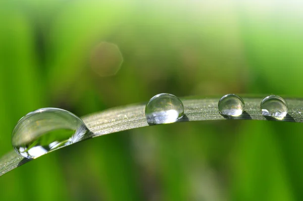 Stock image Dew drops