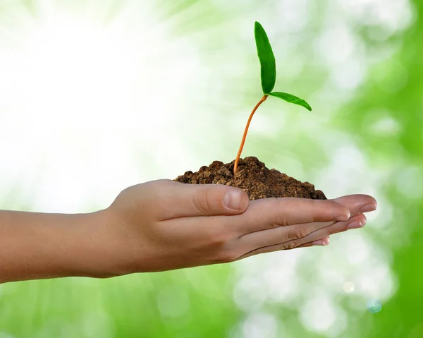 Growing plant in hand — Stock Photo, Image