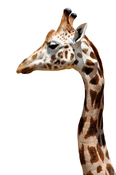 Žirafy, samostatný — Stock fotografie