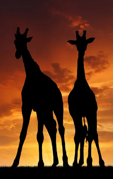Deux girafes — Photo
