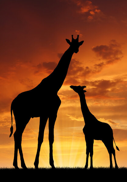 Two giraffes in sunset