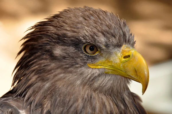 Águila marina — Foto de Stock