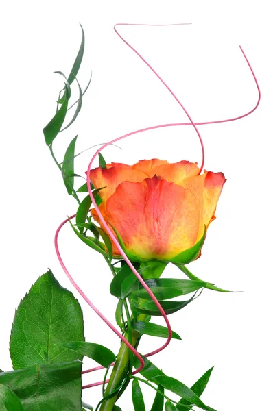 Orange rose isolated — Stock Photo, Image