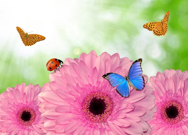 Pink gerberas with butterflies — Stock Photo, Image