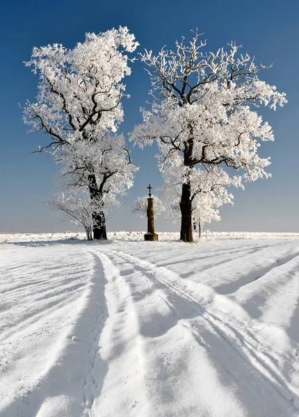冬树 — 图库照片