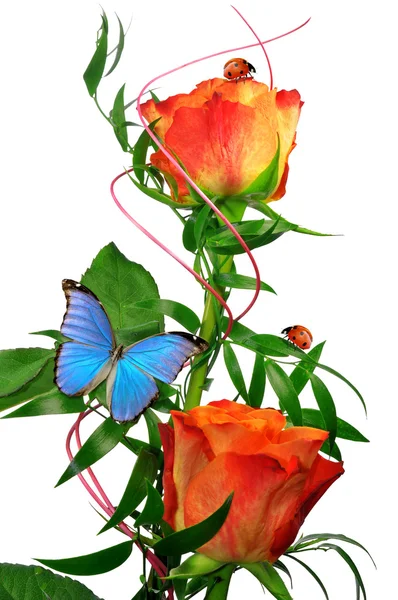 Orange rose with butterfly and ladybugs — Stock Photo, Image
