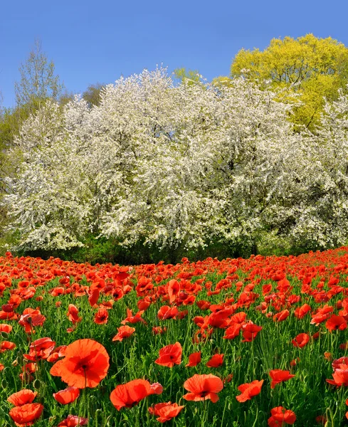 Lente landschap — Stockfoto