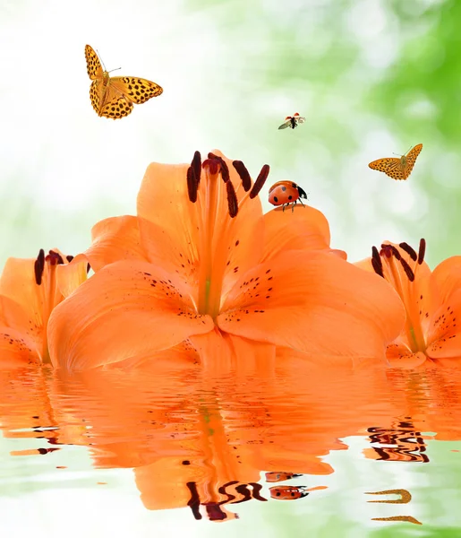 Oranžové lilie s motýly a berušky — Stock fotografie