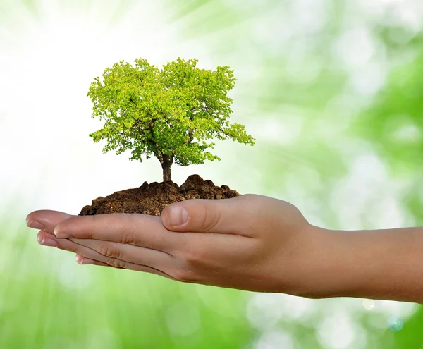 Growing tree in hand — Stock Photo, Image