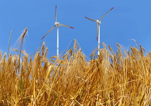 Gyllene vete med vindkraftverk — Stockfoto