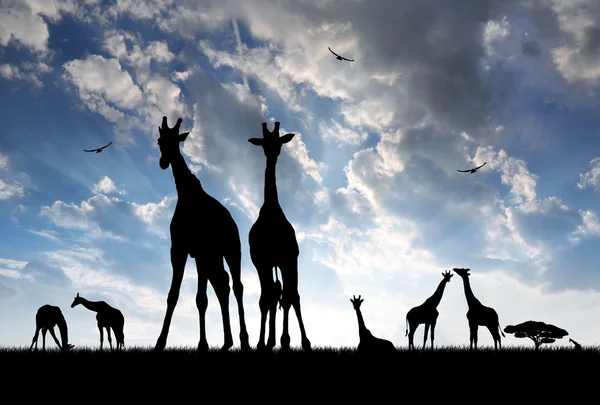 Rebanho de girafas — Fotografia de Stock