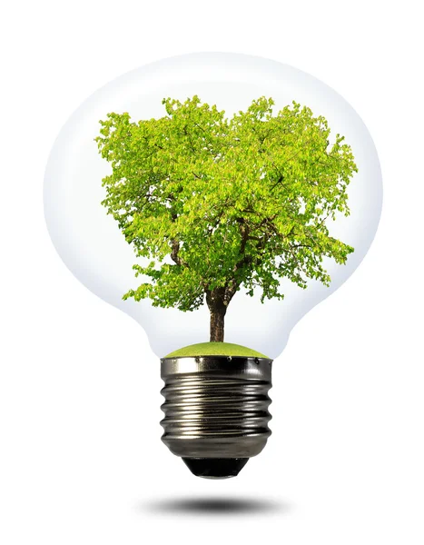 Gröna träd växer i en glödlampa — Stockfoto