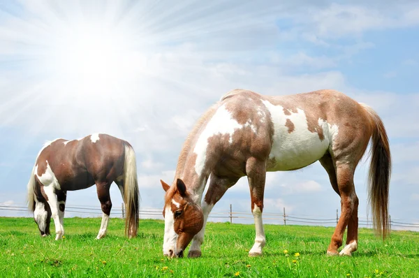 Pferd auf der Weide — Stockfoto